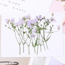 8pcs Gypsophila, dry flower pressed flower, dried flower