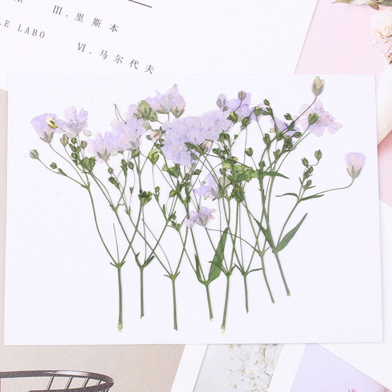 8pcs Gypsophila, dry flower pressed flower, dried flower