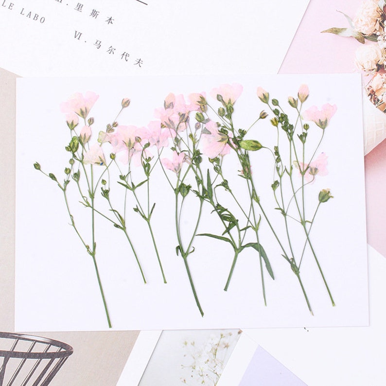 8pcs Gypsophila, dry flower pressed flower, dried flower