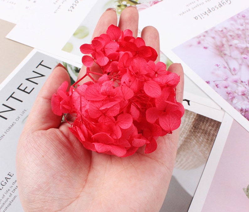 1g/box diy Real pressed flower, material flowers, dried flowers, dried hydrangea