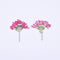 6pcs Cherry blossoms Pressed flower diy material flowers dried flowers