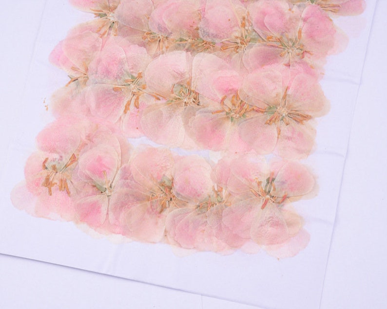 6pcs Pressed flower diy material flowers dried flowers