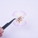 6pcs Pressed flower diy material flowers dried flowers