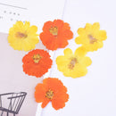 6pcs chrysanthemum Pressed flower diy material flowers dried flowers