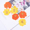 6pcs chrysanthemum Pressed flower diy material flowers dried flowers