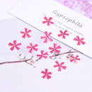 12pcs Cherry blossoms Pressed flower diy material flowers dried flowers