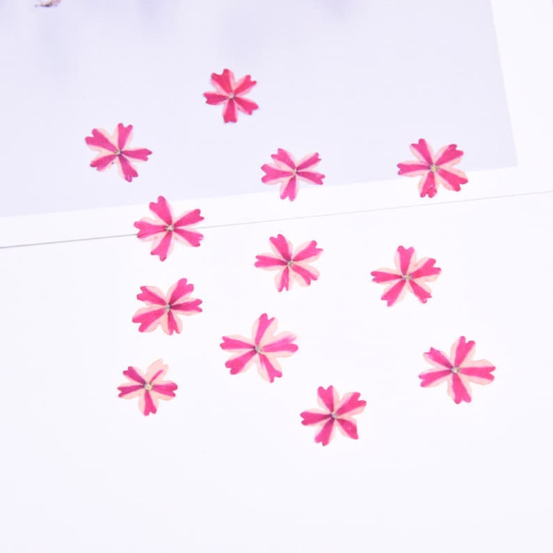 12pcs Cherry blossoms Pressed flower diy material flowers dried flowers