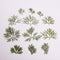 6pcs Really Natural Dried Leaves DIY Plant Specimens Pressed Herbarium Real Leaf Craft Variety Jewelry Making Filler Handmade Flower aterial