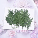 12pcs Artemisia leaf Stain green Leaves Real Leaf Craft Variety Jewelry Making Filler Handmade Flower aterial