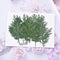 12pcs Artemisia leaf Stain green Leaves Real Leaf Craft Variety Jewelry Making Filler Handmade Flower aterial