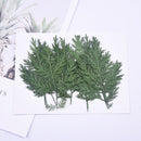 12pcs Artemisia leaf Stain green Leaves Real Leaf Craft Variety Jewelry Making Filler Handmade Flower aterial