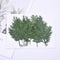 12pcs Artemisia leaf Stain green Leaves Real Leaf Craft Variety Jewelry Making Filler Handmade Flower aterial