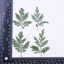 12pcs Artemisia leaf Stain green Leaves Real Leaf Craft Variety Jewelry Making Filler Handmade Flower aterial