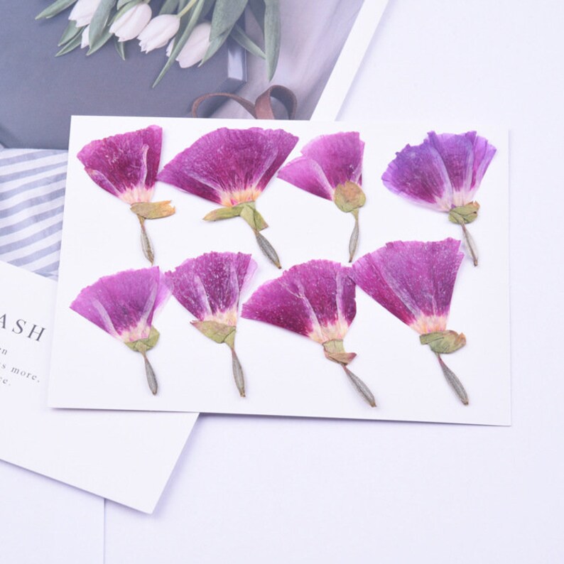 8pcs Pressed flower diy material flowers dried flowers