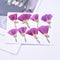 8pcs Pressed flower diy material flowers dried flowers