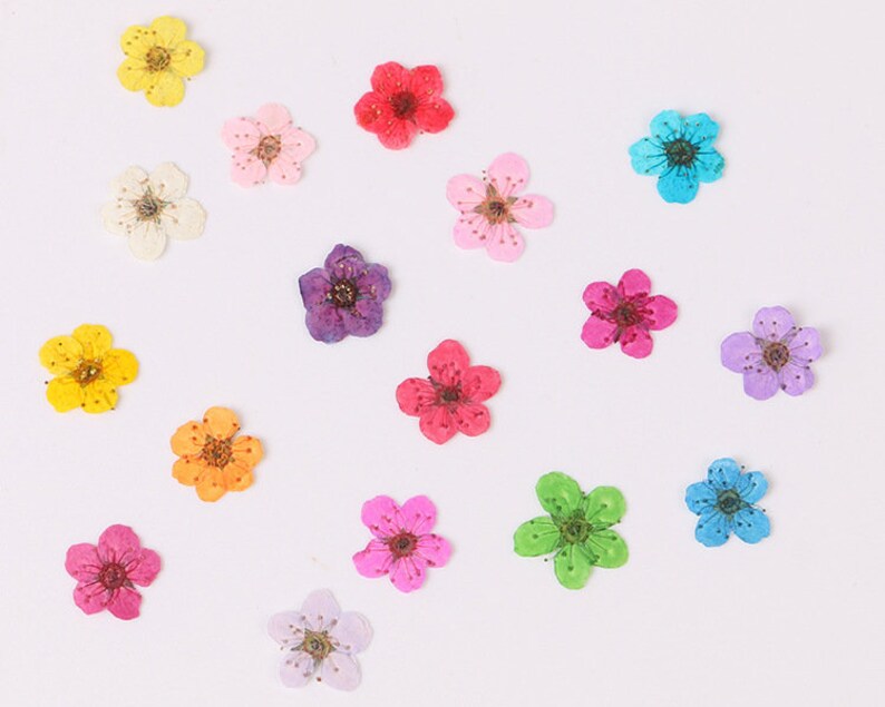 20pcs Dried Pressed Flowers, Handmade resin material Real Dried Pressed Flower, Natural Daffodil Five Leaf Daffy Flowers 6-8mm