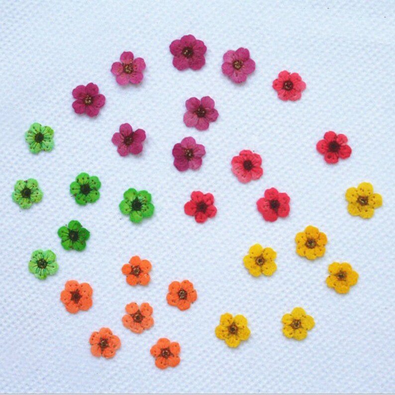 20pcs Dried Pressed Flowers, Handmade resin material Real Dried Pressed Flower, Natural Daffodil Five Leaf Daffy Flowers 6-8mm