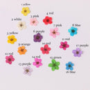 20pcs Dried Pressed Flowers, Handmade resin material Real Dried Pressed Flower, Natural Daffodil Five Leaf Daffy Flowers 6-8mm