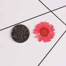 12Do 20-25mm/ 25-30mm Pressed Daisy Flowers Real Dried Flowers, andmade Natural Wild Preserved Flat Flower