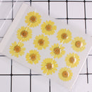 12Do 20-25mm/ 25-30mm Pressed Daisy Flowers Real Dried Flowers, andmade Natural Wild Preserved Flat Flower