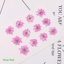 100pcs/pack Queen Annes Lace Dried Pressed Flowers, Handmade Crafting Genuine Botanical Jewelry