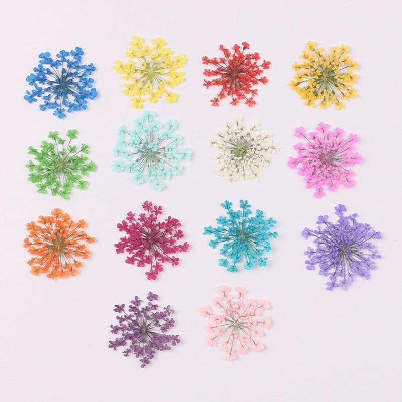 12pcs/pack Queen Annes Lace Dried Pressed Flowers, Handmade Crafting Genuine Botanical Jewelry