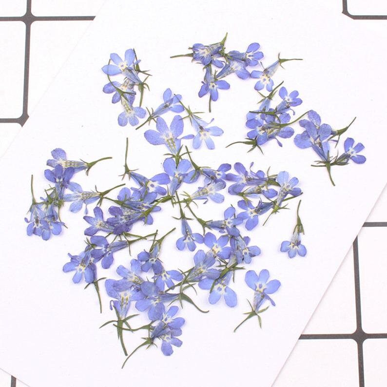 20pcs/pack Pressed Dried Flowers, Real flower, Lobelia Erinus for Handmade Crafting Genuine Botanical Jewelry