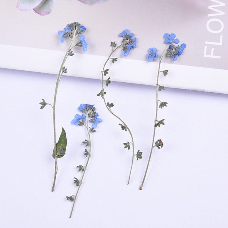 10pcs/Pack Natural Real Do not forget me Dried Flower