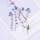 10pcs/Pack Natural Real Do not forget me Dried Flower