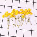 12pcs/pack Daisy Flowers Dried Pressed Flowers, Real flower Handmade Crafting Decor Genuine Botanical