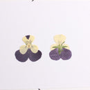 12pcs/pack real Dried Pansy Flower Natural Pressed Flower