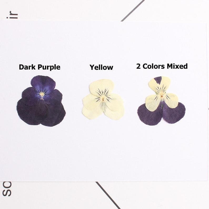 12pcs/pack real Dried Pansy Flower Natural Pressed Flower