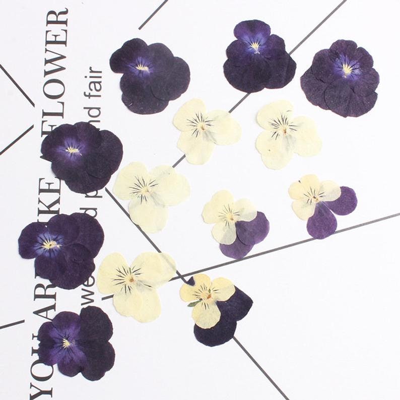 12pcs/pack real Dried Pansy Flower Natural Pressed Flower