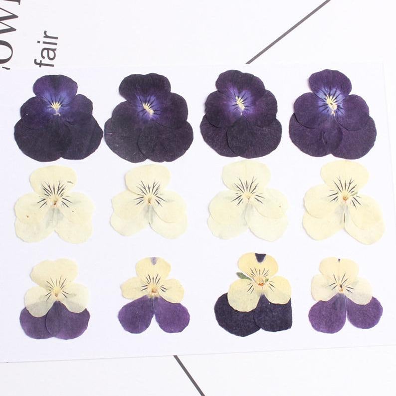 12pcs/pack real Dried Pansy Flower Natural Pressed Flower