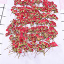 8pcs/pack Real rose flowers, Rose Flowers Dried Pressed Flowers