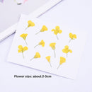 12pcs Dried Yellow Cosmos Flower, Real flower Chrysanthemum Pressed Flower Petal for Handmade Crafting Genuine Botanical Jewelry