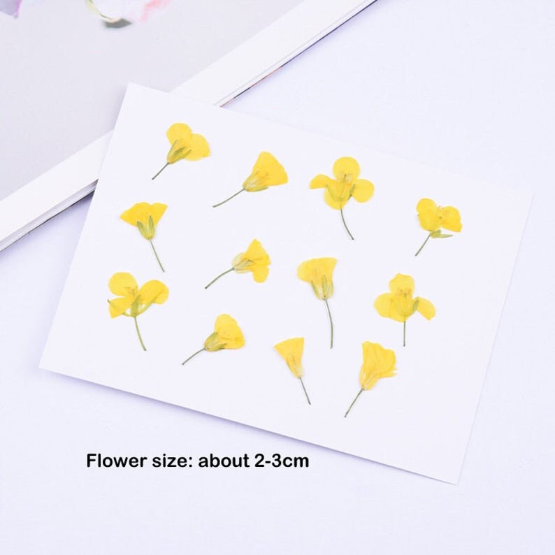 12pcs Dried Yellow Cosmos Flower, Real flower Chrysanthemum Pressed Flower Petal for Handmade Crafting Genuine Botanical Jewelry