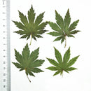 10pcs/pack Natural Dried Maple Leaf Real Leaves Specimens DIY Plant Leaves Herbarium Decor Craft Handmade Material