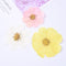 10pcs real Garden Cosmos Flowers Dried Pressed Bipinnatus Natural Large Flower