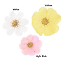 10pcs real Garden Cosmos Flowers Dried Pressed Bipinnatus Natural Large Flower