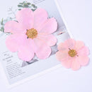 10pcs real Garden Cosmos Flowers Dried Pressed Bipinnatus Natural Large Flower