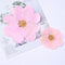 10pcs real Garden Cosmos Flowers Dried Pressed Bipinnatus Natural Large Flower