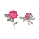 6pcs Dried flower rose, real dried flower pressed flower, embossed plant specimen