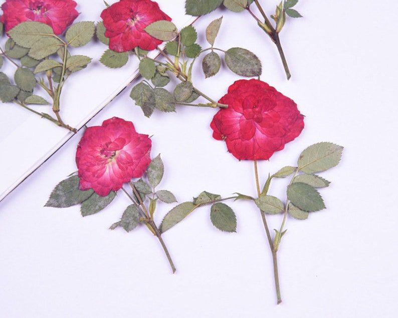 6pcs Dried flower rose, real dried flower pressed flower, embossed plant specimen