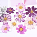 5pcs real dried flower pressed flower, embossed plant specimen