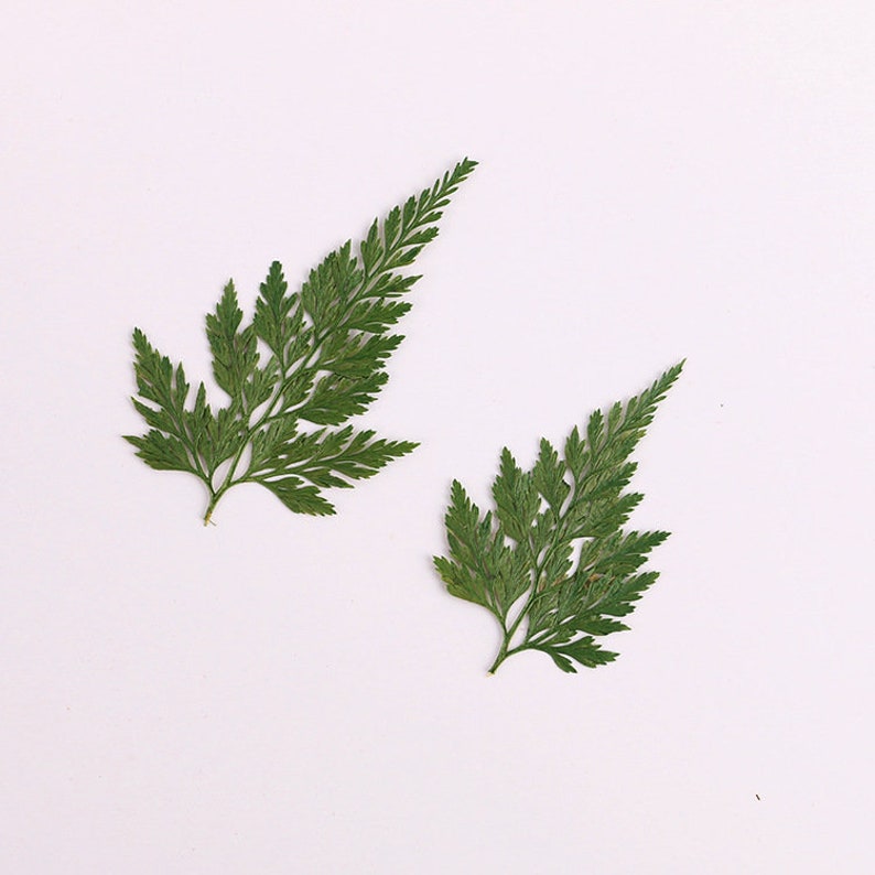 8pcs Really Natural Dried Leaves DIY Plant Specimens Pressed Herbarium Real Leaf Jewelry Making Filler Handmade Flower aterial