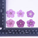 5pcs real dried flower pressed flower, embossed plant specimen