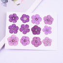 5pcs real dried flower pressed flower, embossed plant specimen