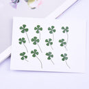 12pcs real Four leaf clover dried flower pressed flower, embossed plant specimen