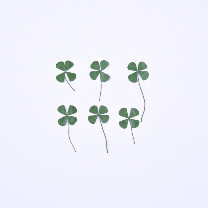 12pcs real Four leaf clover dried flower pressed flower, embossed plant specimen